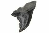 Snaggletooth Shark (Hemipristis) Tooth - South Carolina #211669-1